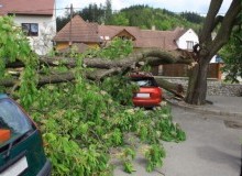 Kwikfynd Tree Cutting Services
newlandsarm