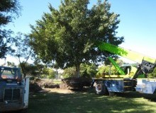 Kwikfynd Tree Management Services
newlandsarm