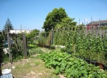 Kwikfynd Vegetable Gardens
newlandsarm